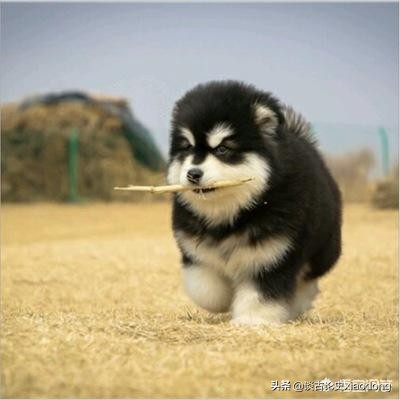 美国人720万美元买走俄国170万平方公里领土,为何结局是有苦难言