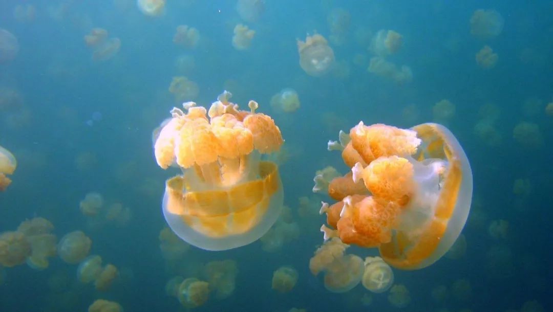 去宿雾攻略,宿雾旅行攻略