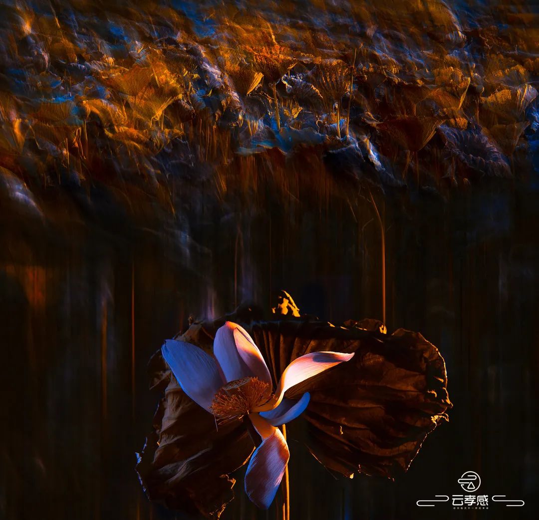 李鸿飞摄影作品初春,李鸿飞画家