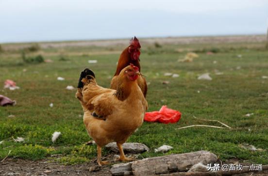 鸡舍粪污如何处理,散养户畜禽粪污处理方式有哪些