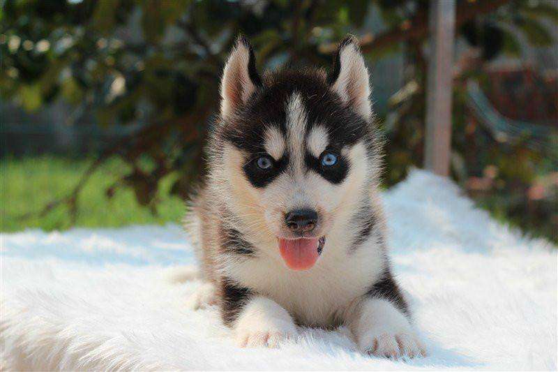 3分钟教你了解狗狗的性格,怎么告诉狗狗多喝水