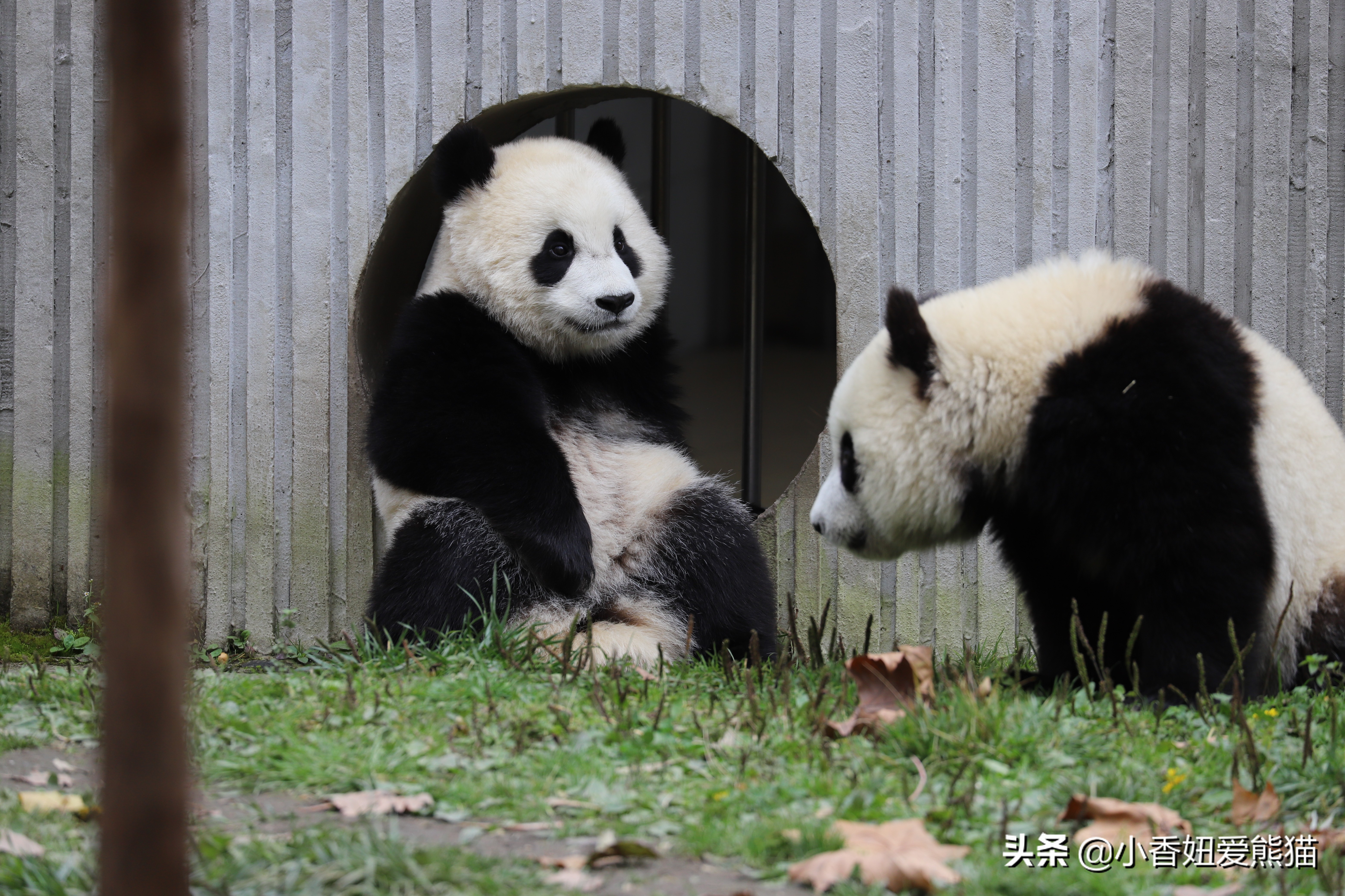 卧龙熊猫宝宝和宝力,卧龙熊猫基地熊猫宝宝