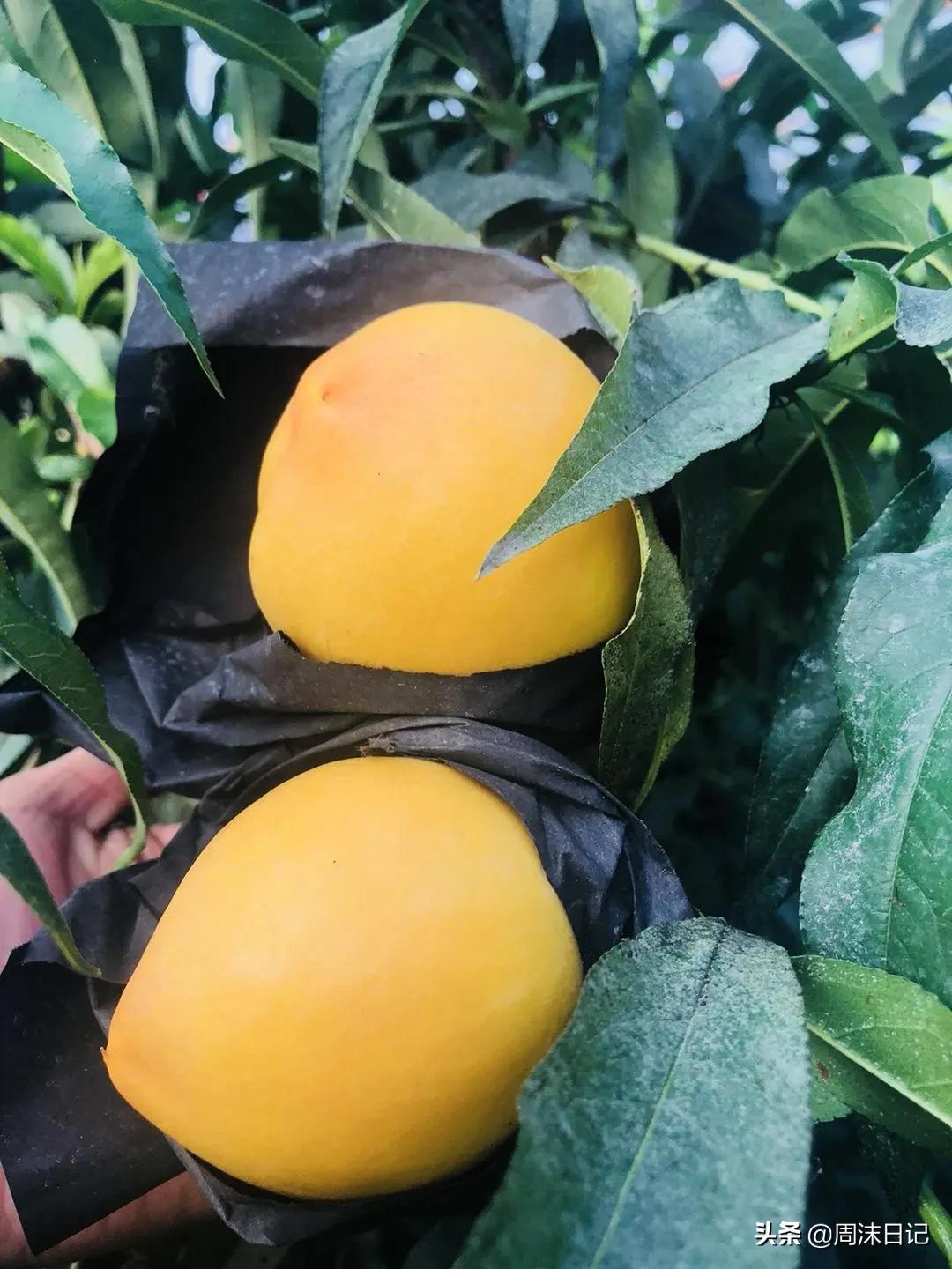 沂蒙山黄油桃4.5斤,早熟的黄油桃