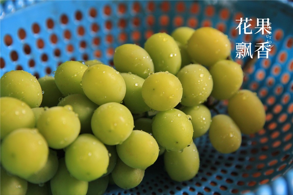吴小平有机阳光玫瑰葡萄,吴小平的葡萄熟了