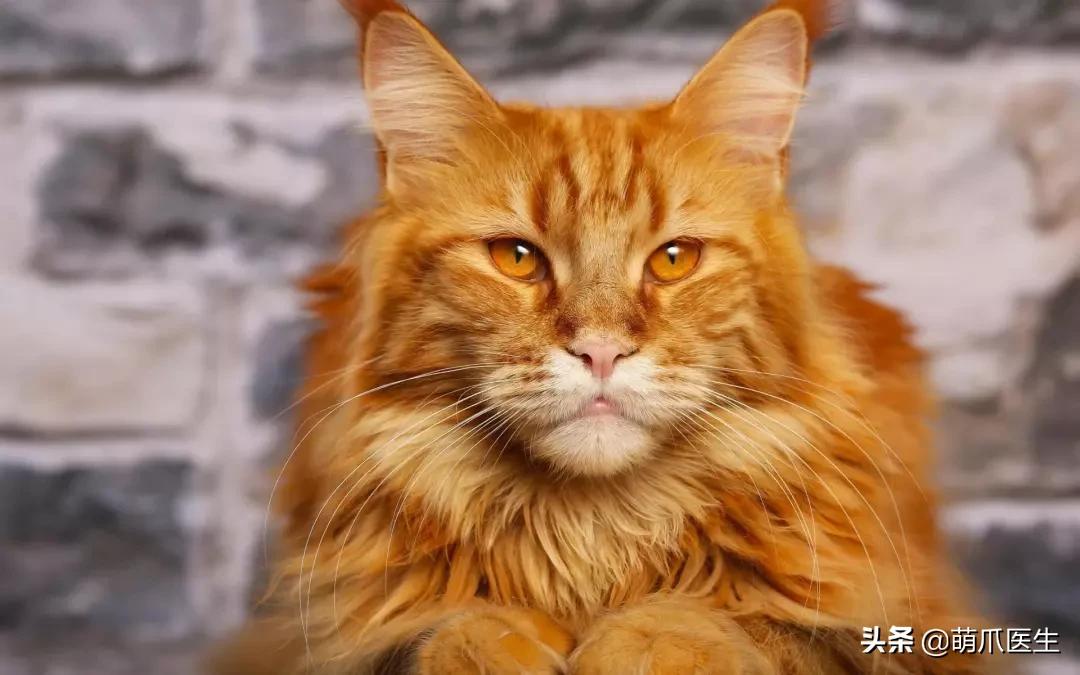 “你根本不爱猫，你就是馋它的身子！”