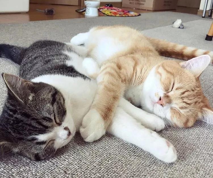 两只猫感情好不亲主人,两只猫感情好