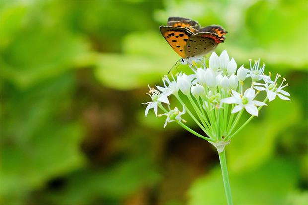 生蚝枸杞韭菜补肾是立竿见影的吗,补肾壮阳的韭菜和山药怎么用法
