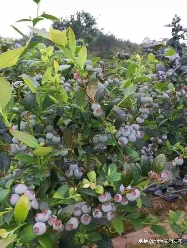 烟台蓝莓采摘园,烟台摘蓝莓的地方