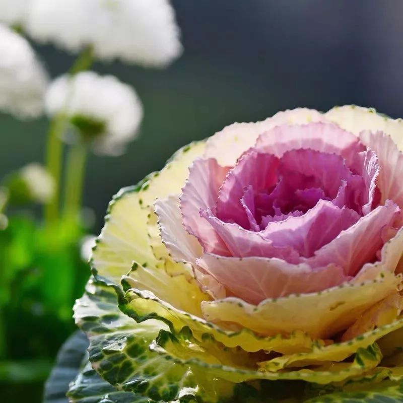 什么花喜庆又好养又好看,家养最旺财的十种花推荐