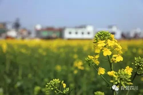 四川过年油菜花风景视频,3月去四川哪里看油菜花