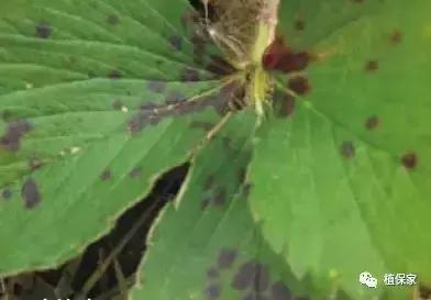 大棚草莓常见病虫害防治方法,南京地区草莓病虫害防治的现状