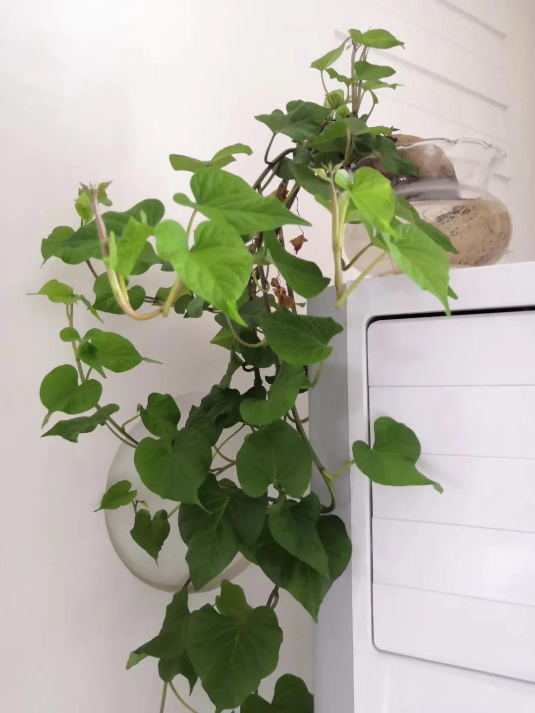 把红薯当绿植养,把红薯当花种