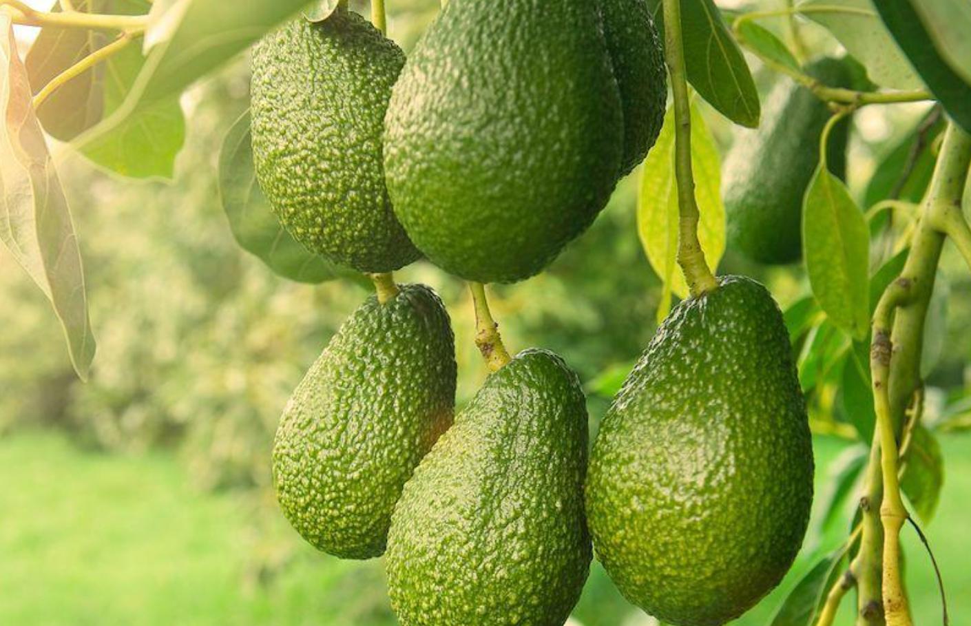 牛油果被炒作起来,牛油果有减肥功效吗