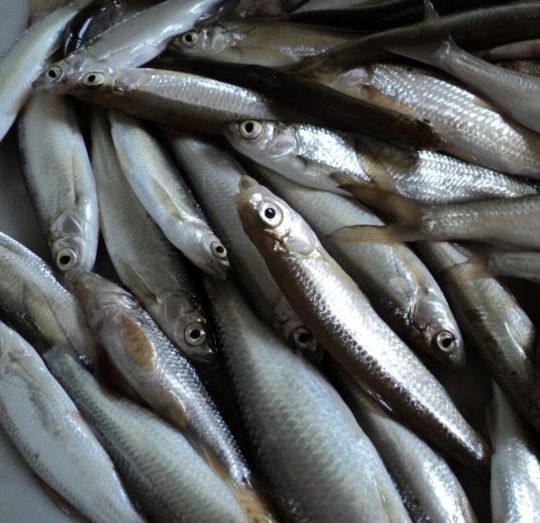 小白条闹窝的小妙招,小白条闹窝用什么办法好