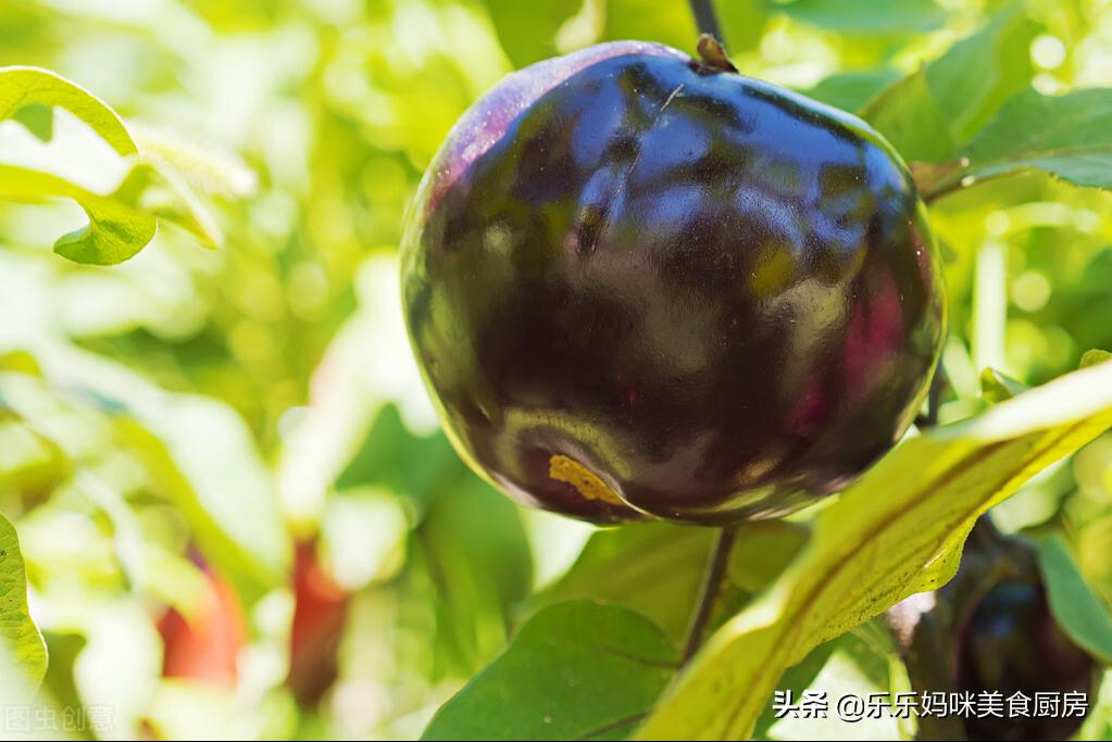 茄子买弯的好还是直的好,茄子买亮茄还是墨茄