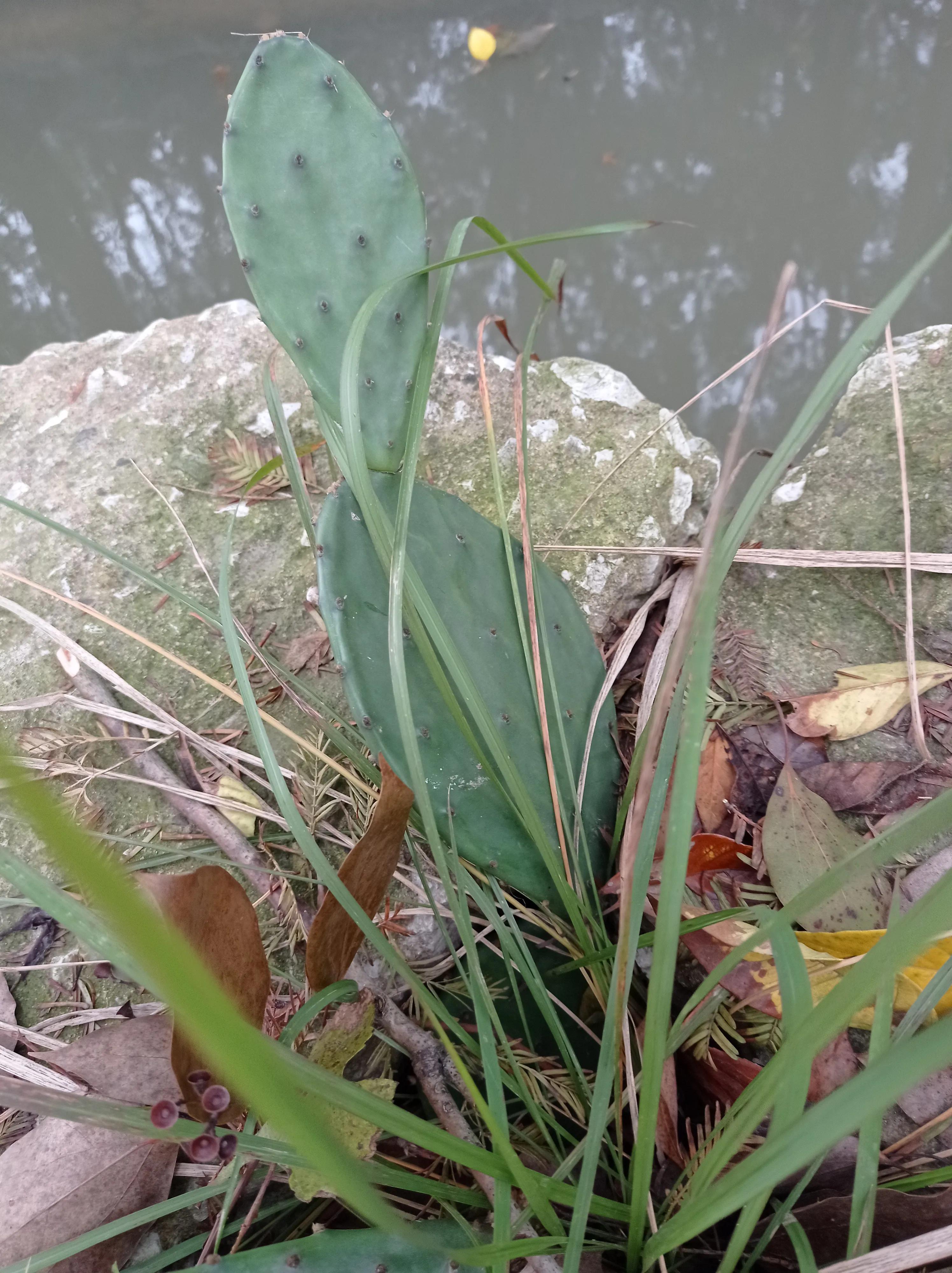 老家的仙人掌视频,老家房顶上的仙人掌