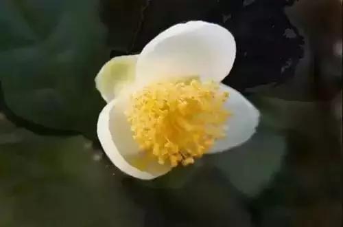 河南城市的市花有哪些花,全国56市市花图片