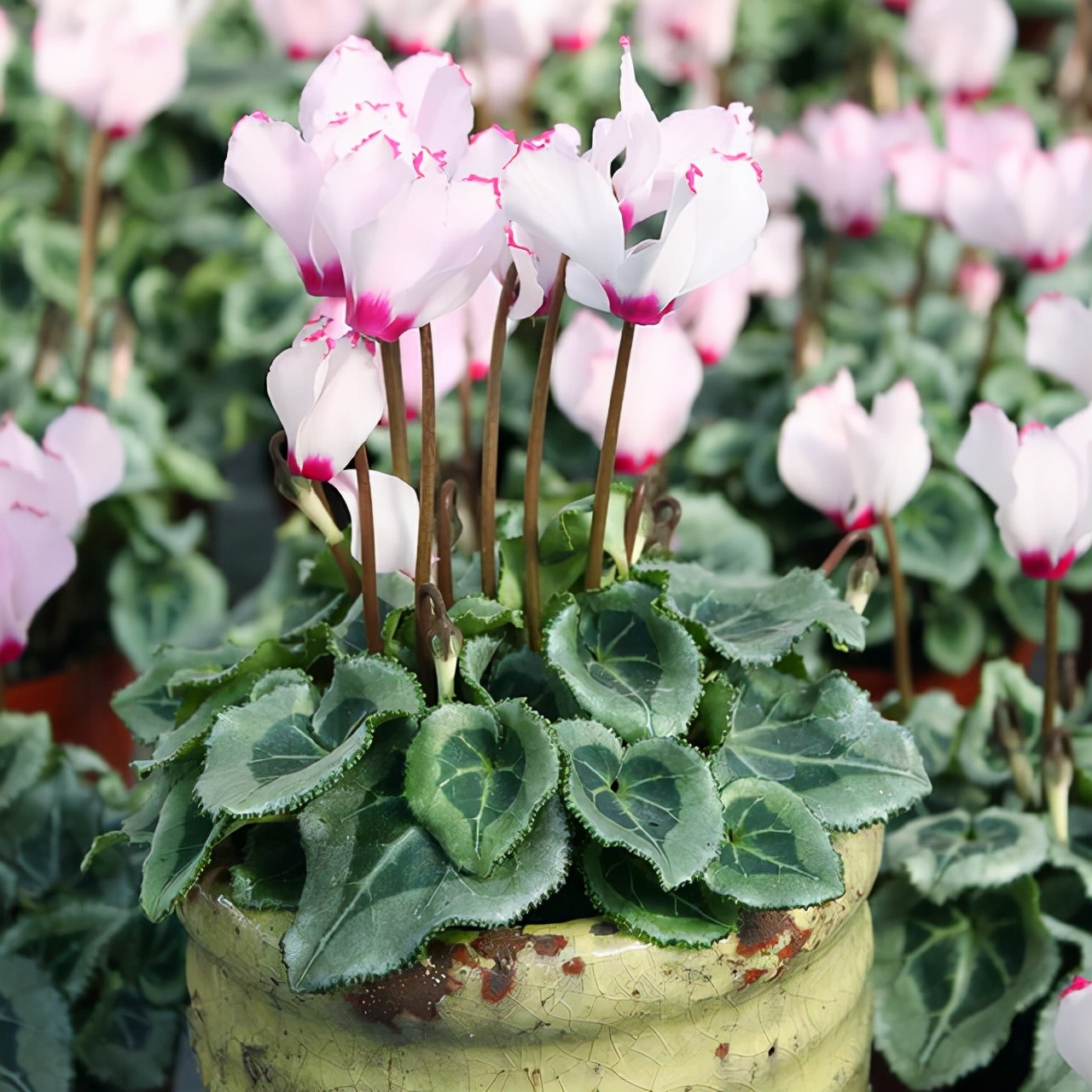 浇水过多死的植物,最容易浇死的6种花