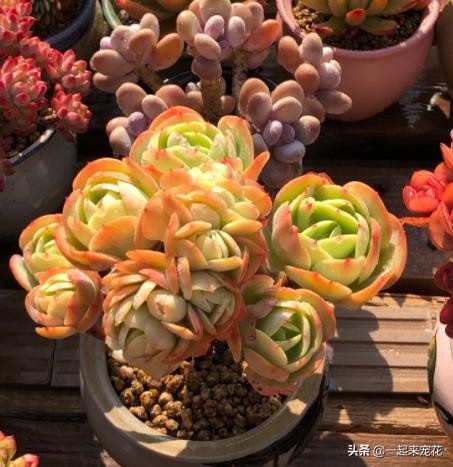 多肉碧桃叶子有黑边,碧桃多肉叶子化水怎么办