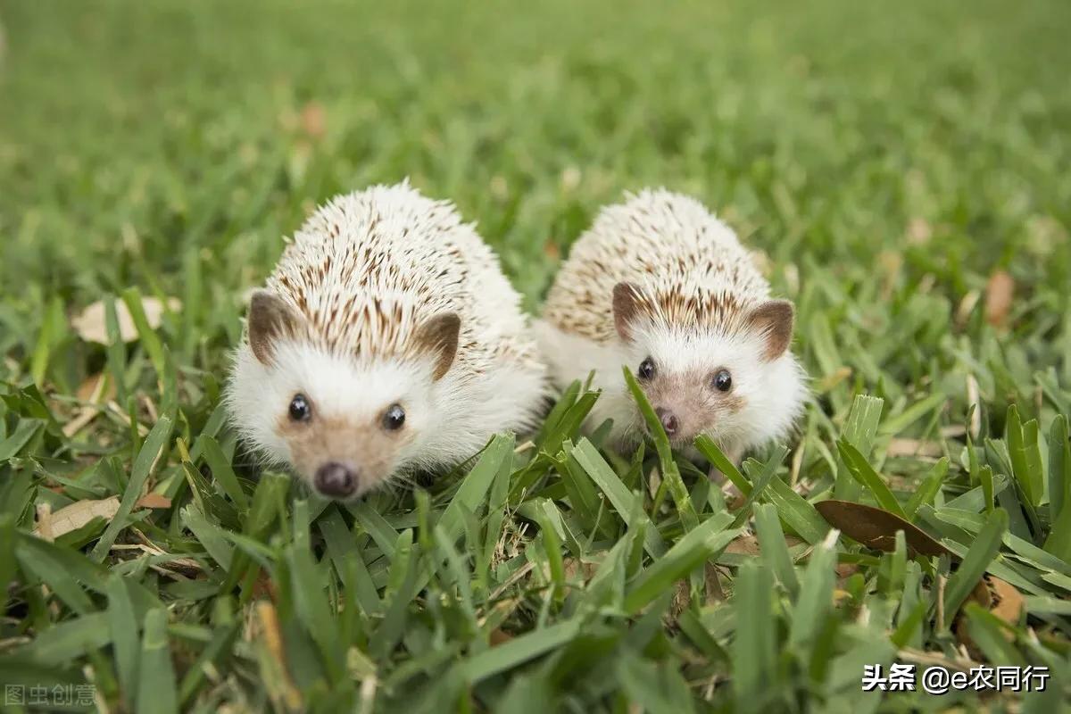 閲庣敓鍒虹尙鍙互绉佽嚜鍏诲悧,鍐滅敯鍑虹幇鍒虹尙濂戒箞