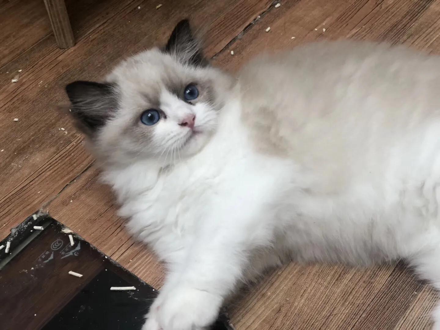 如果价格一样你会选择哪个,如果价格能决定一切