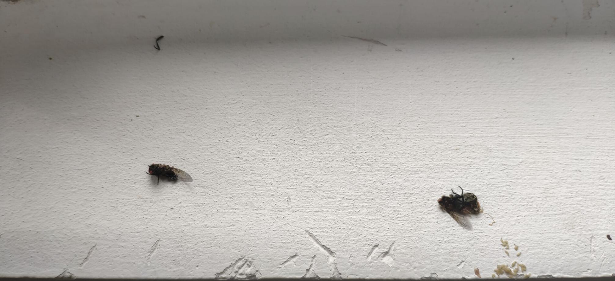 新手养猫怎么样避免生大病,新手养猫如何防抓