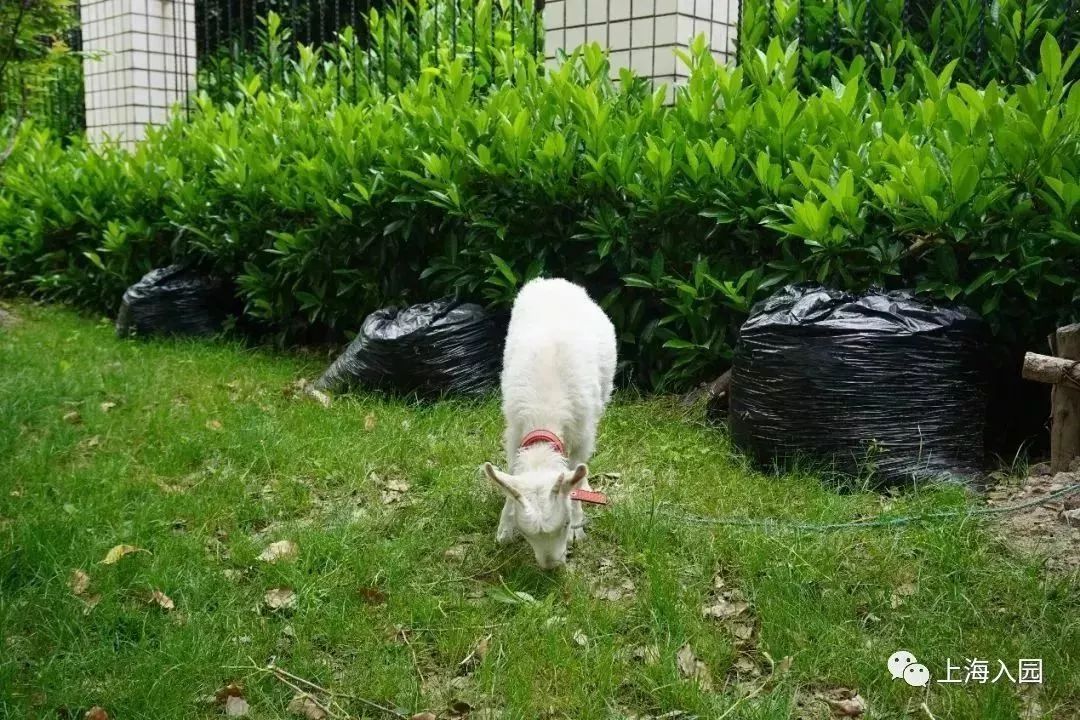 探园幼儿园环境,探园幼儿园招远