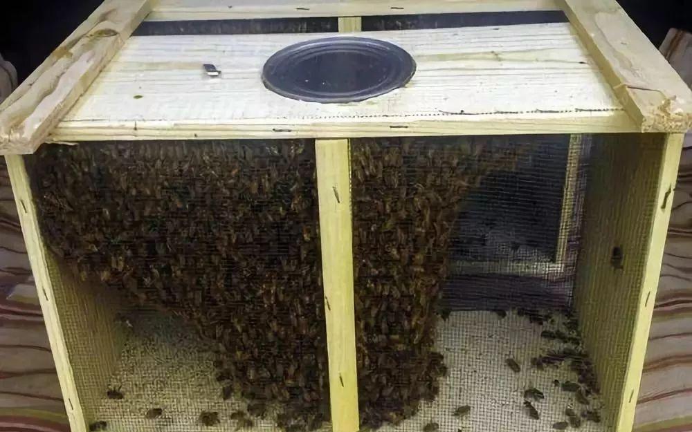 蜜蜂养殖，买蜂时搬运真麻烦，为什么不试试笼蜂呢？是个好方法