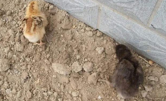 小鸡拉白屎有什么土办法,小鸡拉血屎是什么原因用什么药好