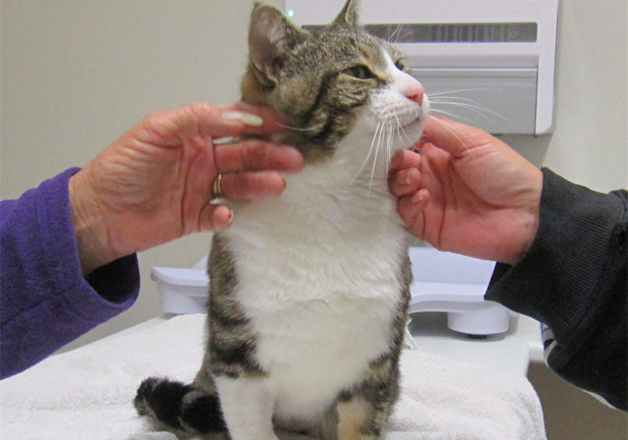 爱猫体检后发现白细胞增多就是有疾病？主因是猫压力过大