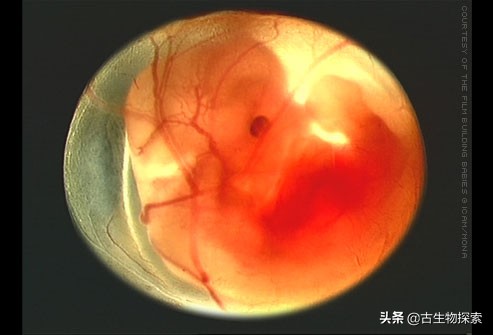 蛋蛋千变万化，就连哺乳动物都生蛋！