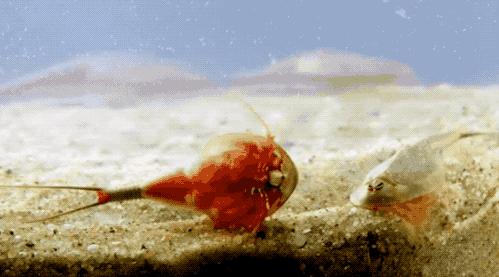 31张活久见的有趣图片,鳄鱼电鳗同归于尽渔翁得利