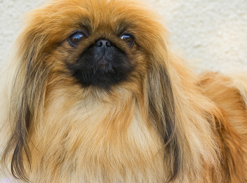 适合老年人养的狗排行榜,适合老人养的狗好养活的品种