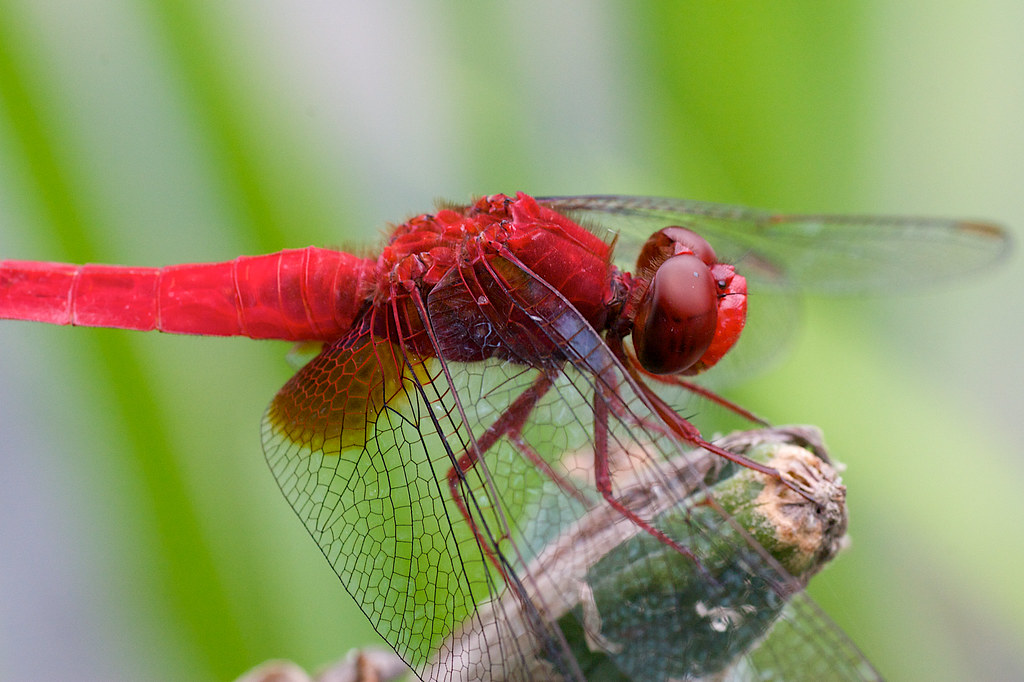 猩红的蜻蜓，隐形的翅膀