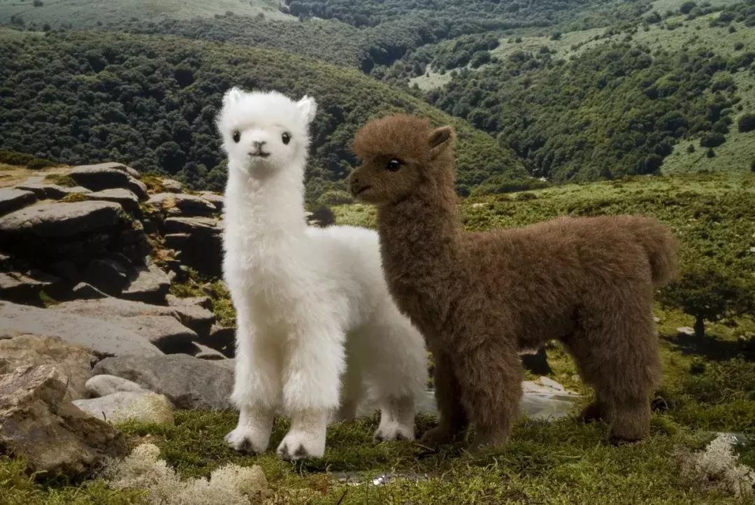 帕克团队,帕克团队中国