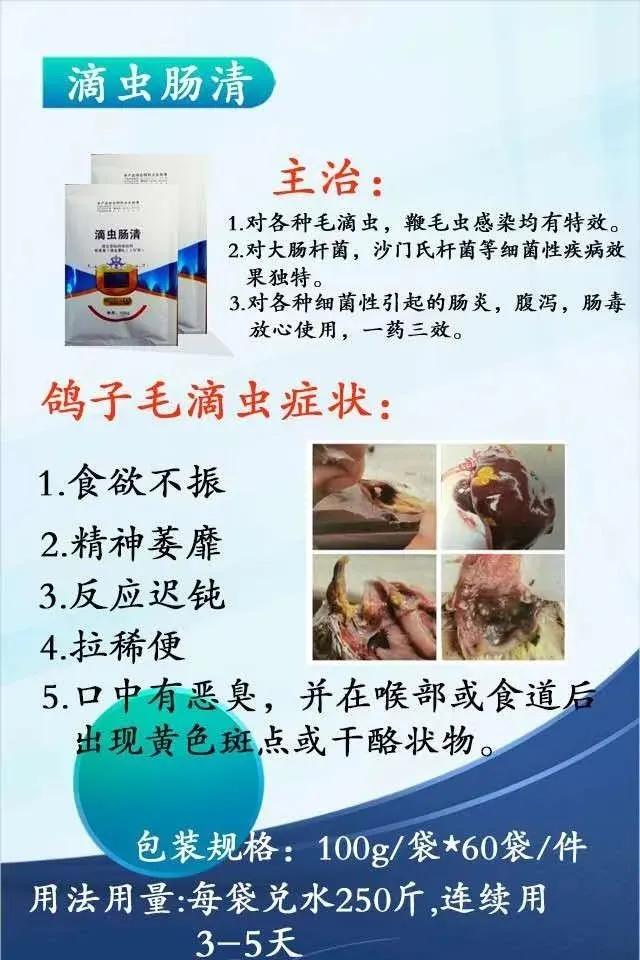 人工喂养鸽子不长怎么办,鸽子不高飞的原因