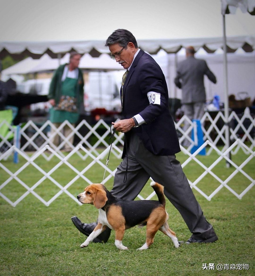 狗狗吃撑了呕吐拉稀怎么办,狗狗感冒了呕吐喂什么药好