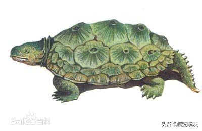 乌龟为什么会进化出龟壳？其实并不是为了防御.