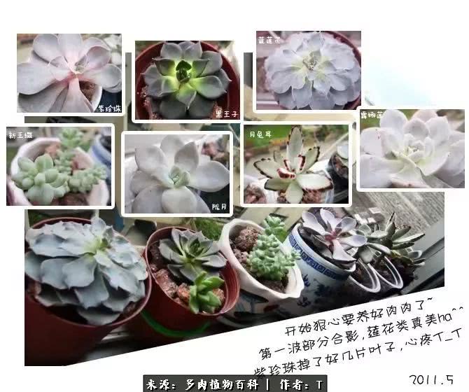 多肉还可以这样玩(上):八年养肉路剪影!