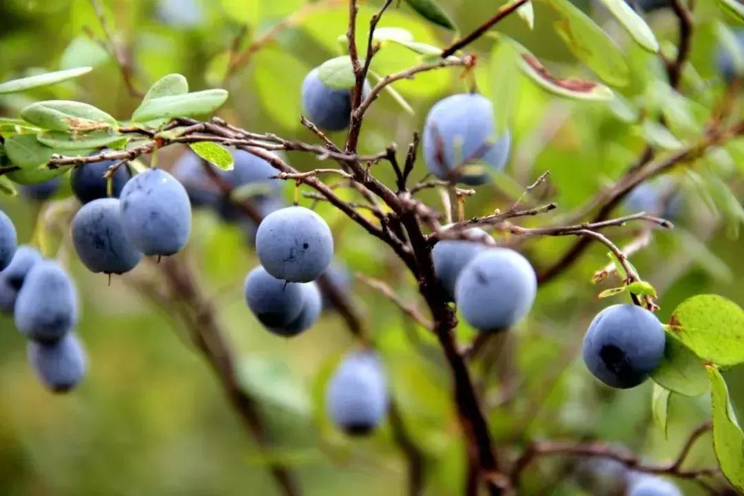 眼睛疲劳干涩酸胀,眼睛疲劳干涩酸胀护眼别乱吃药