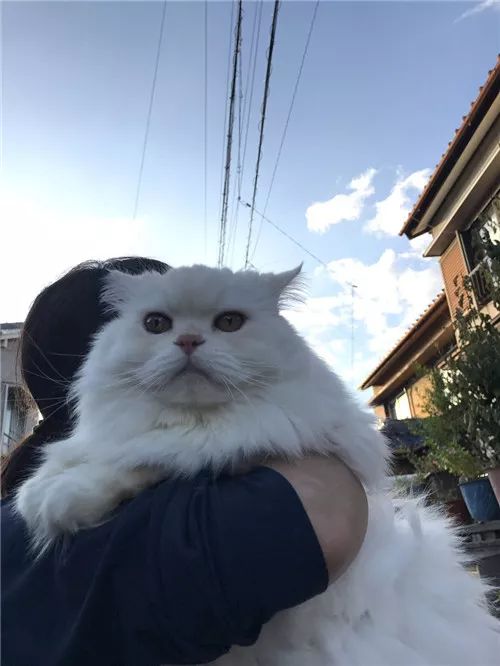 老板，这圆滚滚地怎么恢复出厂设置，说好的小可爱呢？