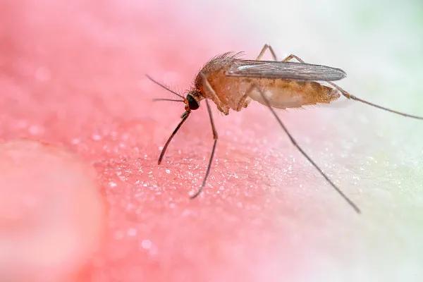 虫子咬一口痒的很怎么办,虫子咬身上红痒一大片