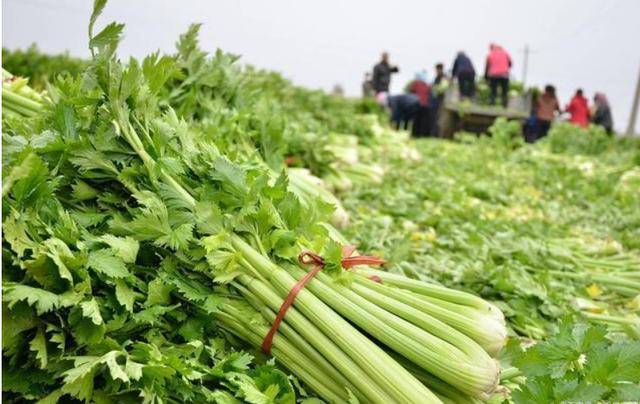 高血压最怕的15款家常降压菜,适合血压偏高的人吃的菜