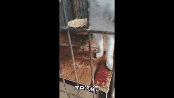 上海猫贩子扔出几十只病重品种猫,上海后院猫舍丢弃50多只病猫