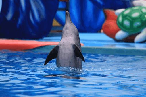 深圳小梅沙海洋世界国庆特惠门票,小梅沙海洋世界3天2夜套票