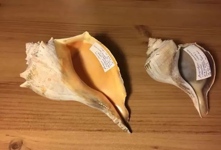 入侵物种非洲大蜗牛，雌雄同体“自导自演”繁殖后代？答案来了