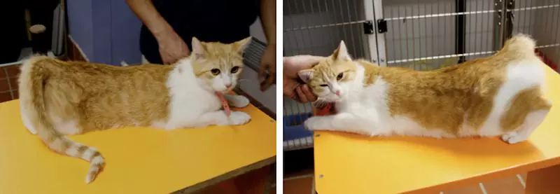 养猫常识猫有泪痕怎么办,养猫必备知识