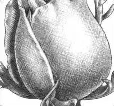 鐜懓绱犳弿鏁欑▼,绱犳弿鐜懓鐢绘硶鏁欑▼