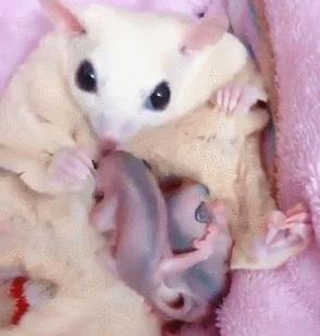 女子看朋友养的蜜袋鼯，却发现肚子鼓鼓的，掏开一瞧赶紧缩回手