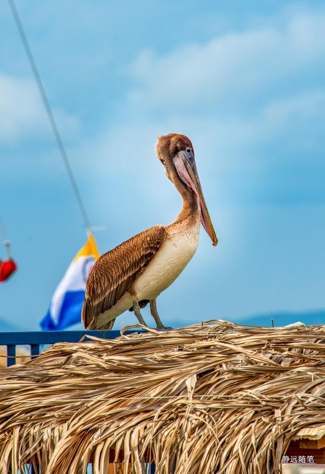 加勒比海邮轮旅行香港,加勒比海游轮旅行视频大全